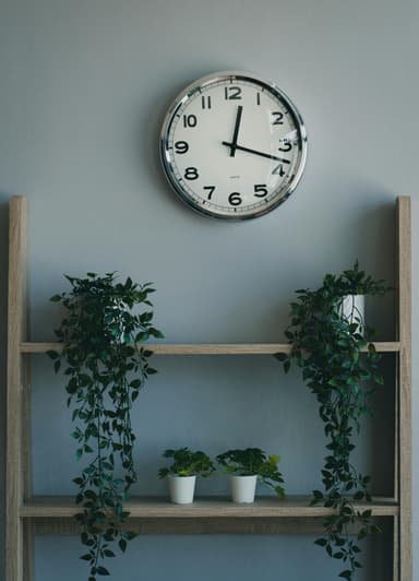 Integrarea plantelor verticale în decorul tău