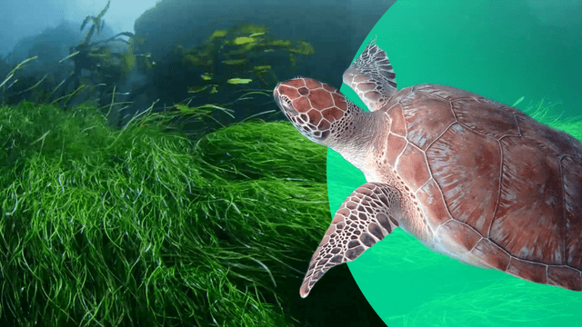 Ecosistem uitat al Oceanului Indian, urgentă nevoie de protecție împotriva flotelor industriale de pescuit