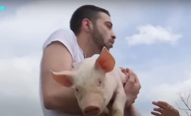  Cum S-a Transformat Entuziasmul în Panică și Refuz în Fața Provocărilor Cu Purcei!