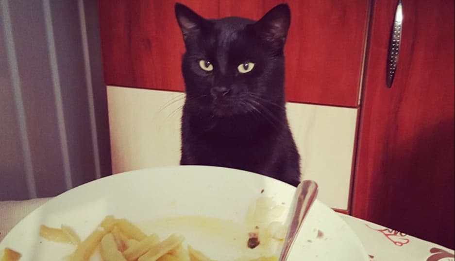Ce riscuri ale sănătății amenință pisica ta dacă gustă accidental cartofi prăjiți? Simptome ce nu trebuie ignorate!