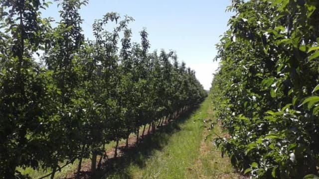  Doar 50% din Țeluri Vor Fi Realizate Anul Acesta. Cu Fumul Înarmăm, Sperând Să Salvăm Recoltele de Pe 660 Hectare Afectate.  Producția Locală Râureni Înfruntă Provocările Climatice.