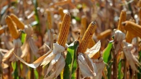  Ascensiunea Porumbului American în Spania: România Printre Furnizorii Afectați de Scăderea Cererii În 2024 - Cum Impactează Peisajul Agricol European?