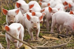 1,4 Miliarde de Lei Ajutor pentru Revitalizarea Sectorului Suin până în 2025 - Investiții în Cazare pentru Porcine