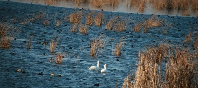  O destinație de poveste la doar 30 km de București cu trenul CFR Călători de unde poti vizita Parcul Natural Comana și alte atracții unice.