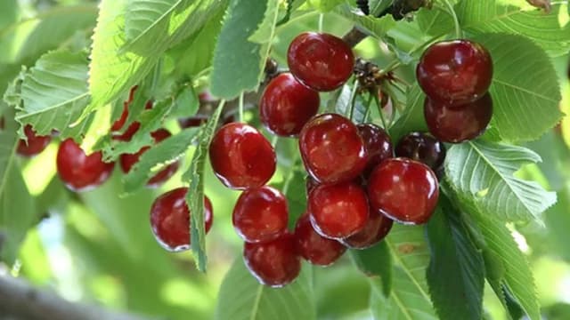  Avertisment pentru consumatori și solicitări de despăgubiri pentru cultivatori la Ministerul Agriculturii