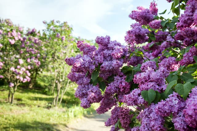  Liliacul în Floare – Spectacol de Primăvară: Frumusețe, Simbol și Rezistență Surprinzătoare în Grădini
