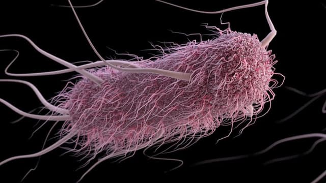  Descoperirea Șocantă: E. coli și Toxina Colibactină - Factor Cheie în Creșterea Cancerelor Colorectale la Tineri sub 50 de Ani | Studiul Universității din California