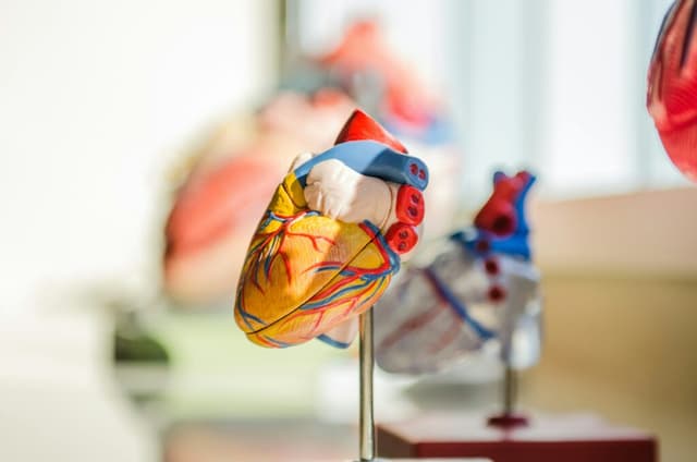 Cum pot șampania și vinul alb să prevină stopul cardiac brusc? Descoperiri surprinzătoare dintr-un studiu recent provocă sfaturile tradiționale privind sănătatea inimii!