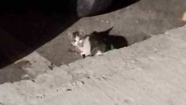  Pisici în Căutarea unei Case: Adopții Responsabile cu Contract – Găsiți Compania Purrfectă! 🐾❤️