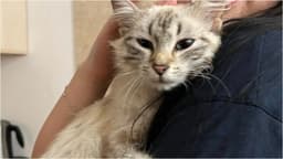  Ajutați Primadona, pisicuța albă cu bej, să-și regăsească drumul către familie!